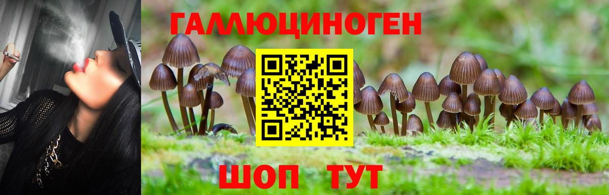 Галлюциногенные грибы Psilocybe Шатура